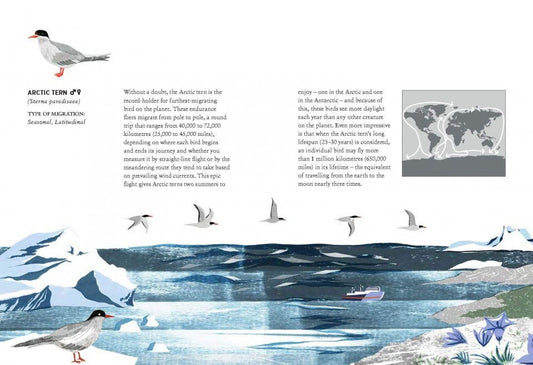 Migration: Exploring the Remarkable Journeys of Birds