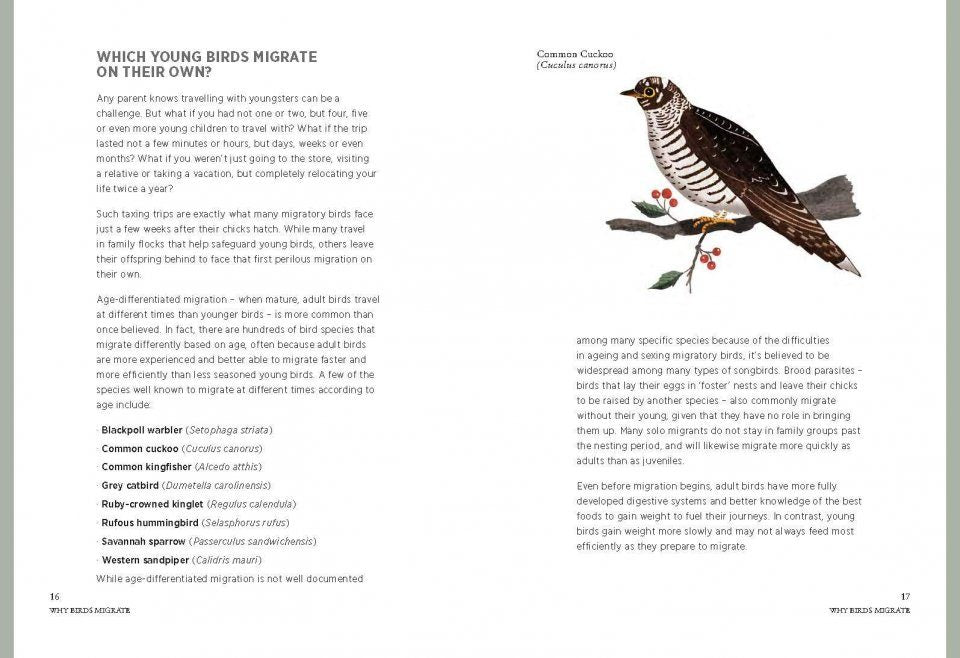 Migration: Exploring the Remarkable Journeys of Birds