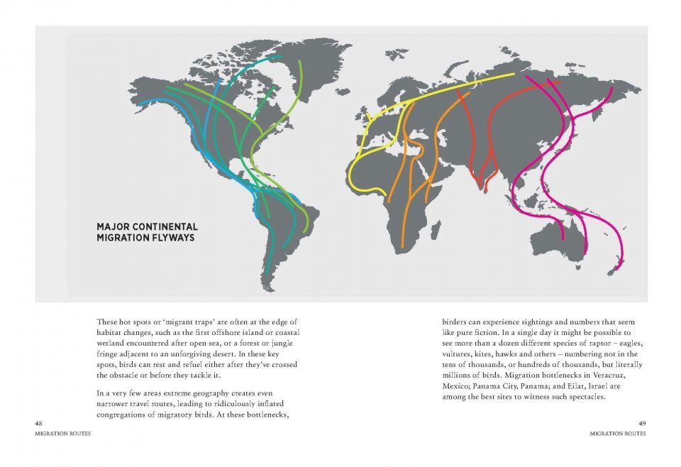 Migration: Exploring the Remarkable Journeys of Birds