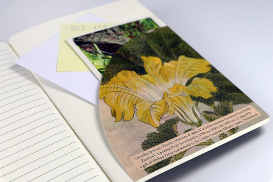 Japanese Squash Blossom Lined Paperback Journal