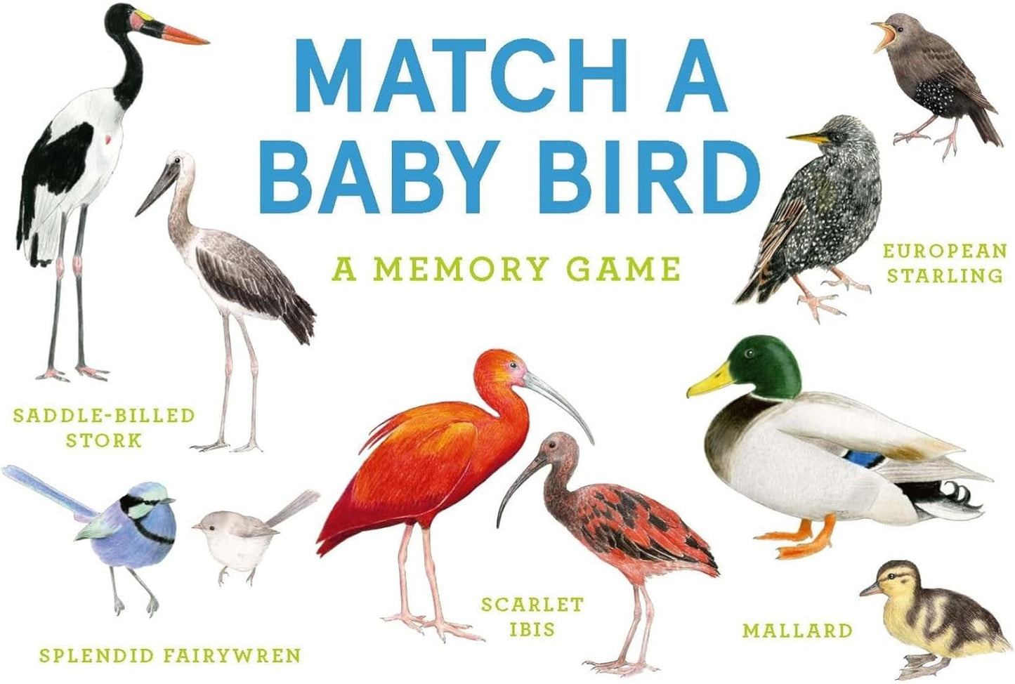 Match A Baby Bird Memory Game