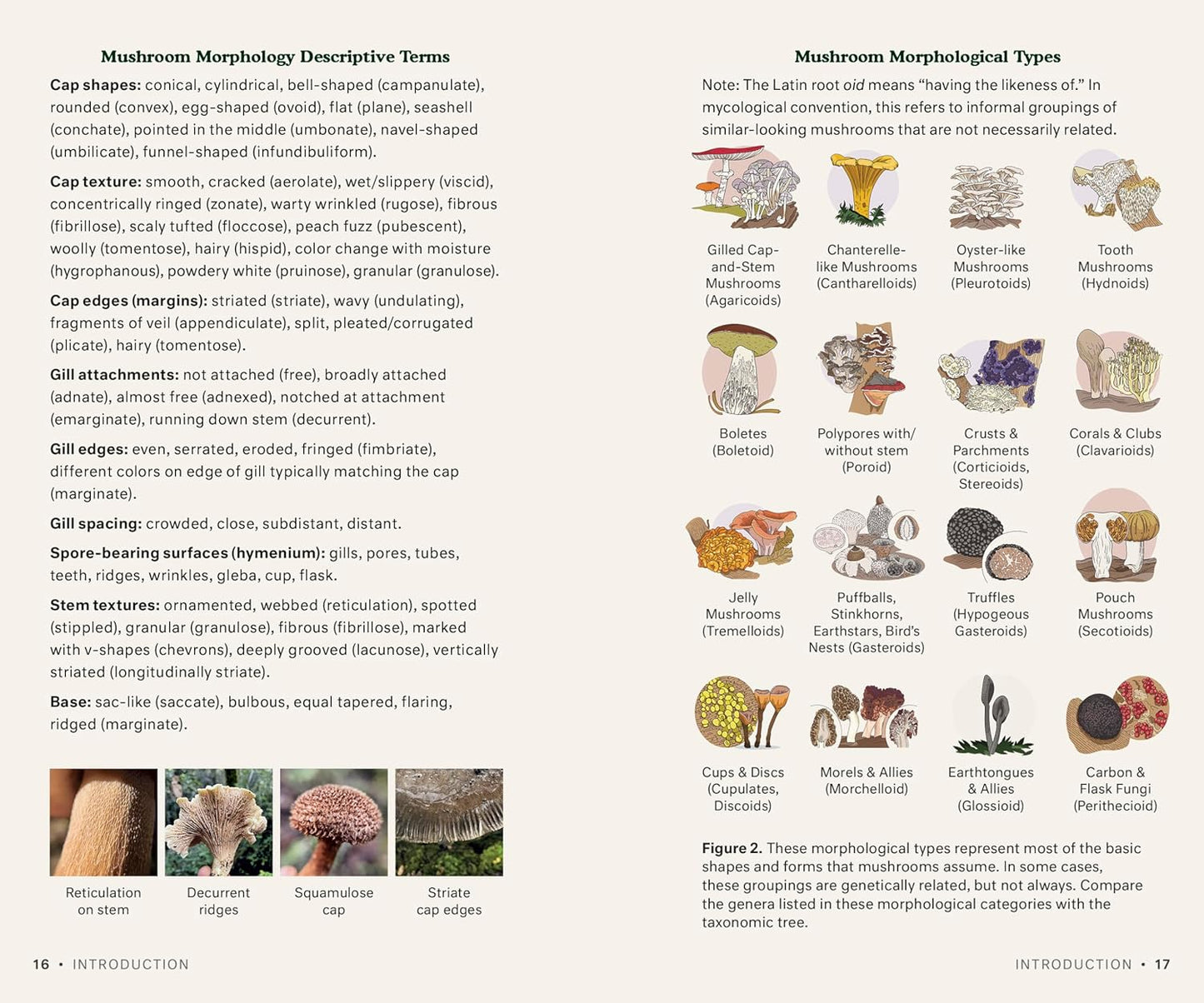 Dr. Fun Guy's Mushroom Journal and Foraging Guide