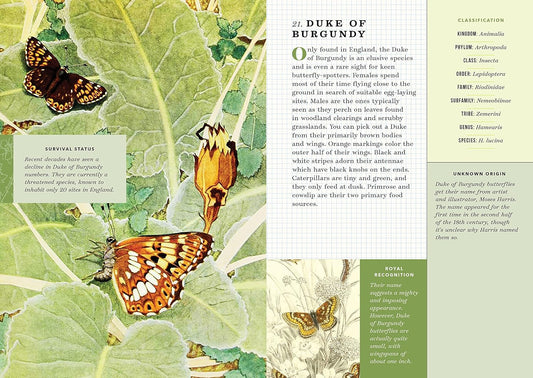 The Little Book of Butterflies