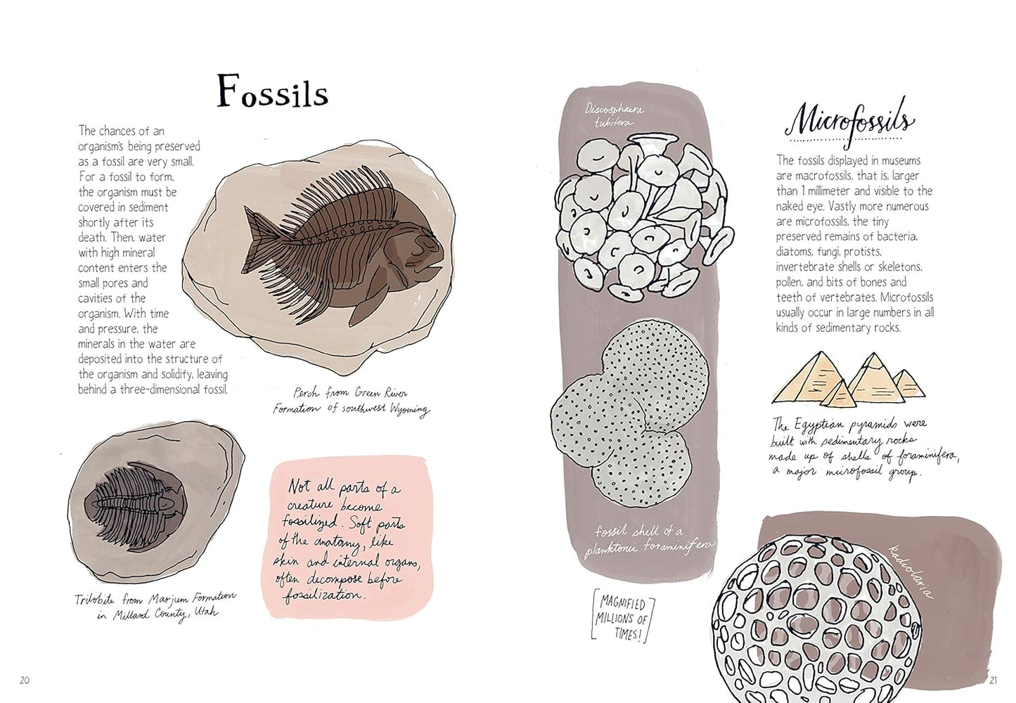 Nature Anatomy: The Curious Parts and Pieces of the Natural World