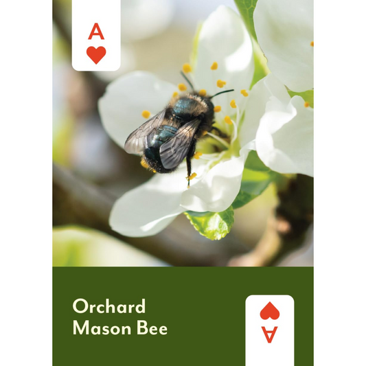 Pollinators of North America Playing Cards