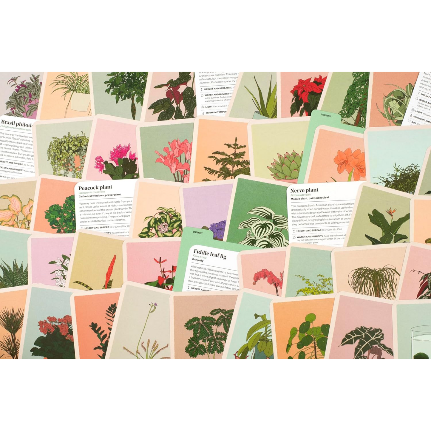Houseplant Gardener in a Box