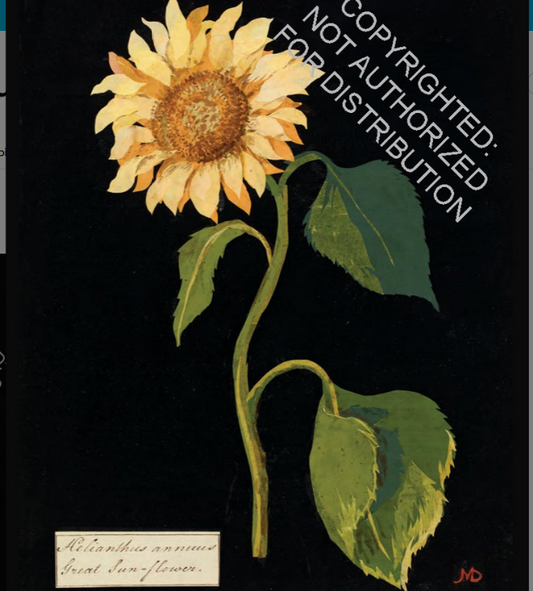 Paper Flowers Notecards and Envelopes