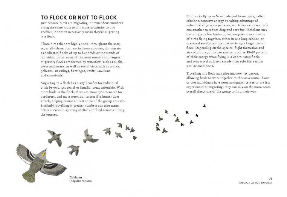 Migration: Exploring the Remarkable Journeys of Birds