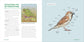 Birds For Kids