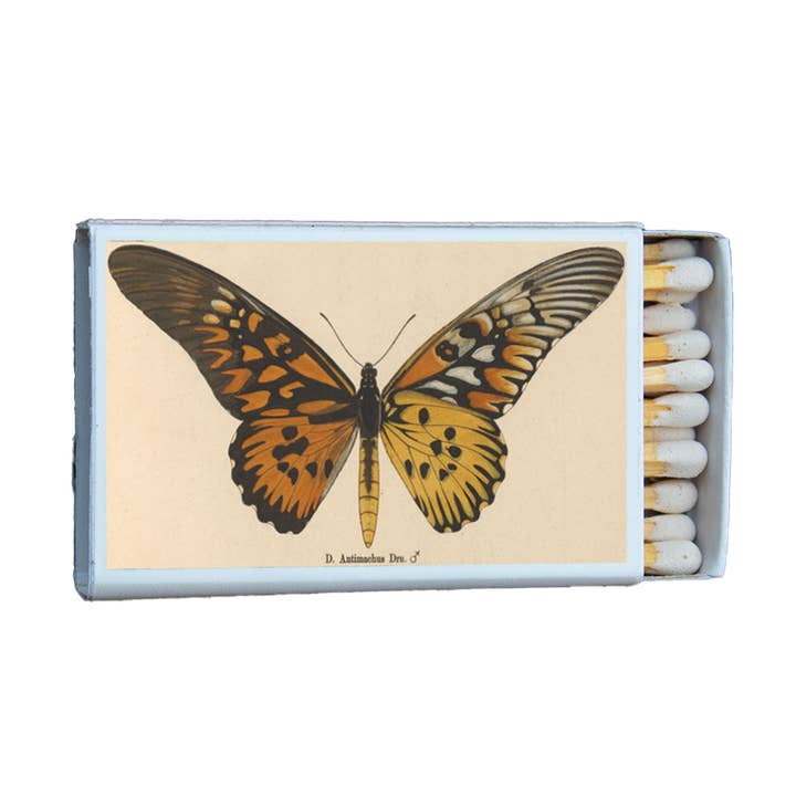 Butterfly Antimachus Matches