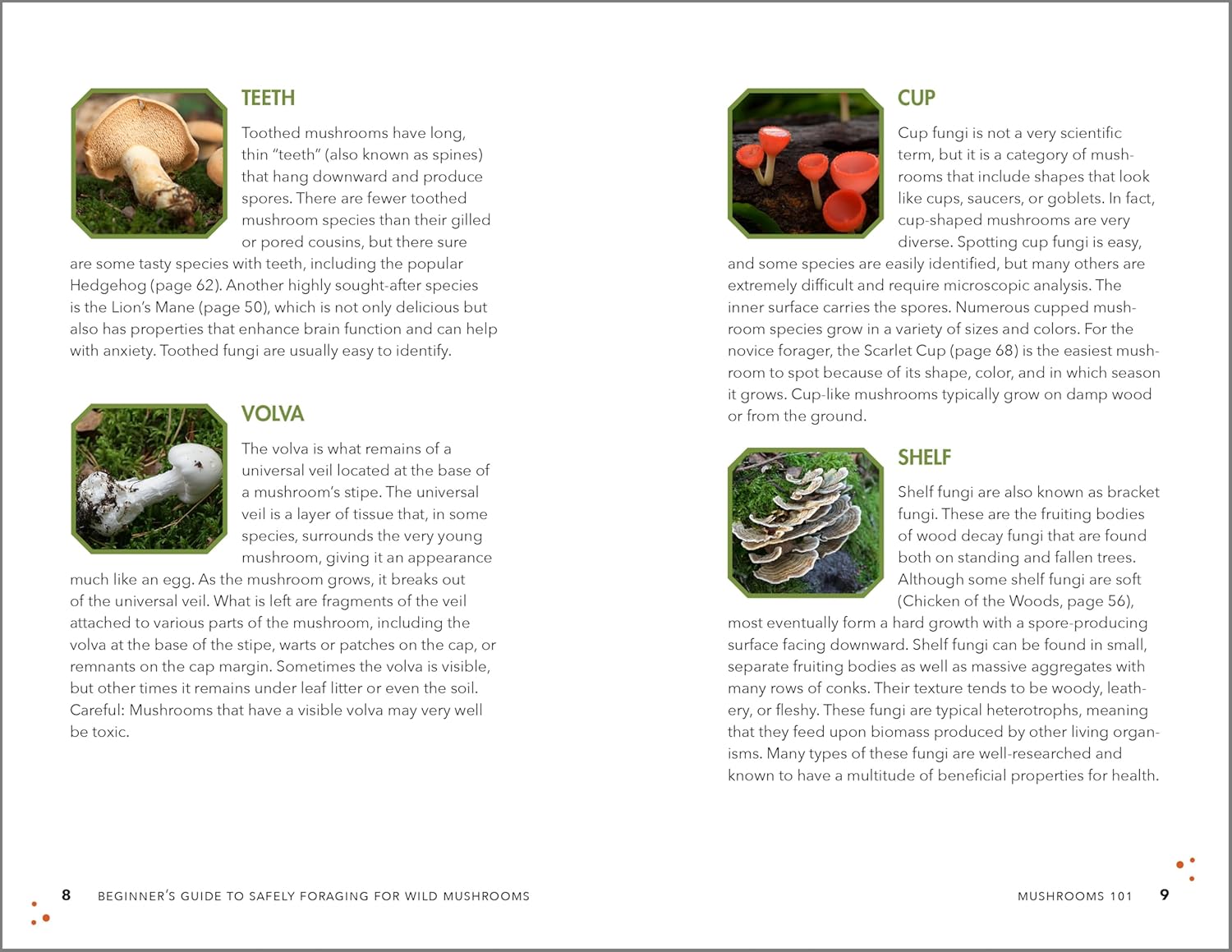Beginner's Guide to Safely Foraging for Wild Mushrooms – Red Pegasus