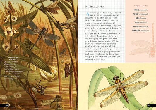 The Little Book of Insects