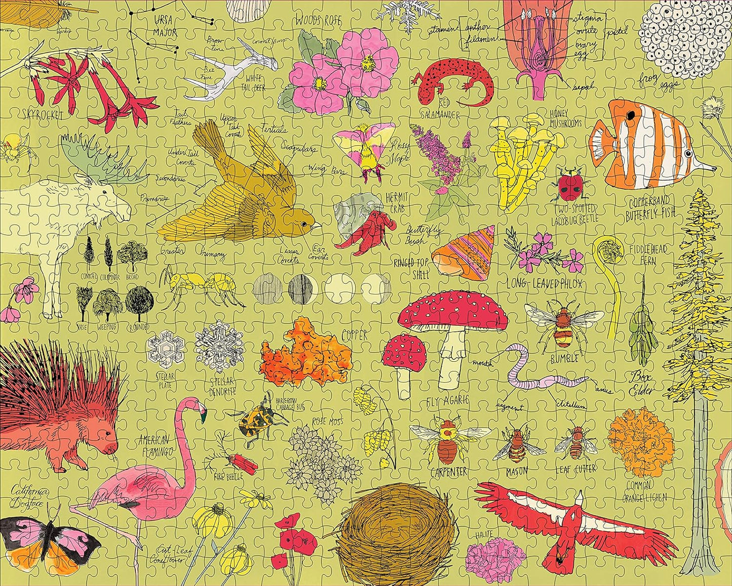 Nature Anatomy Puzzle