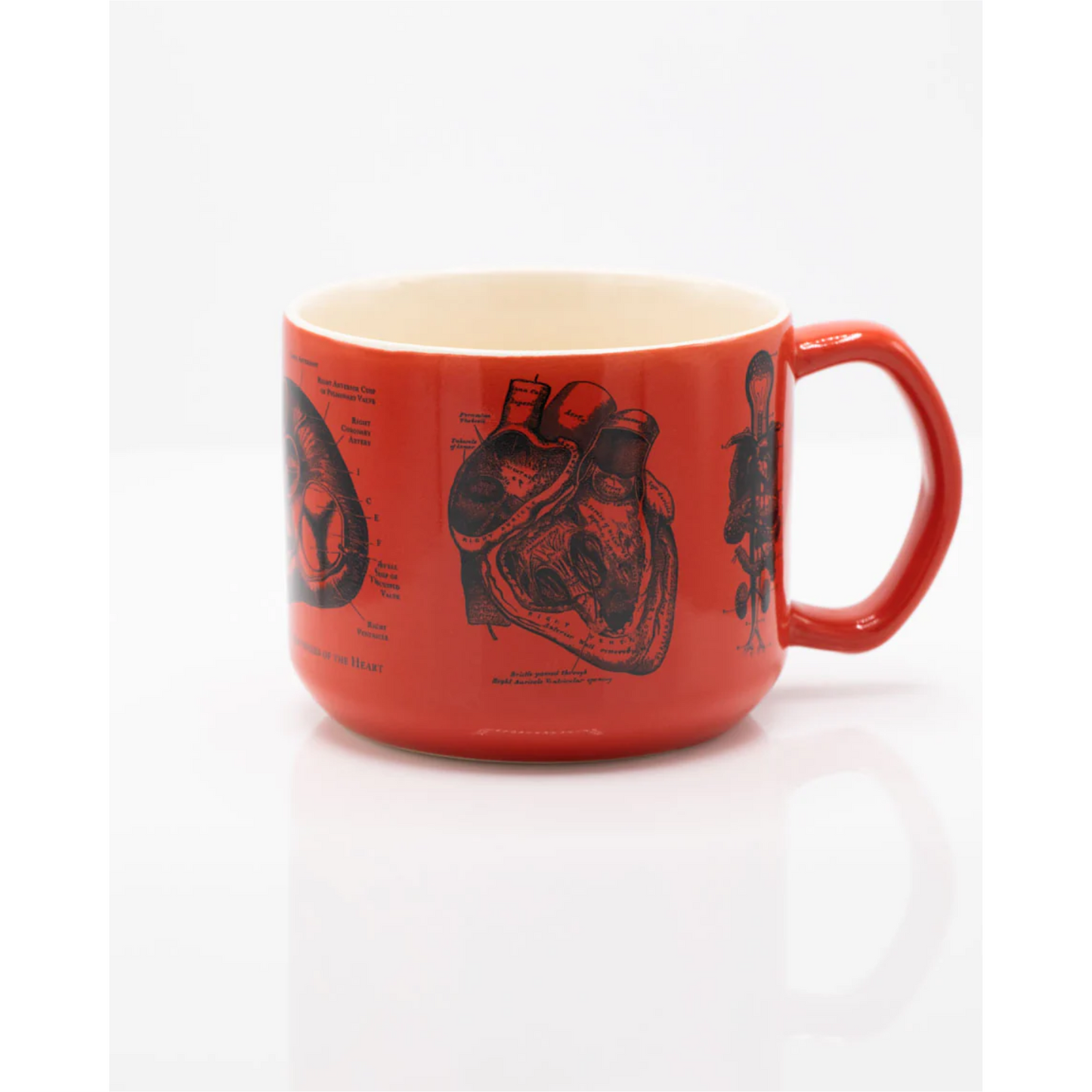 Heart Anatomy Mug