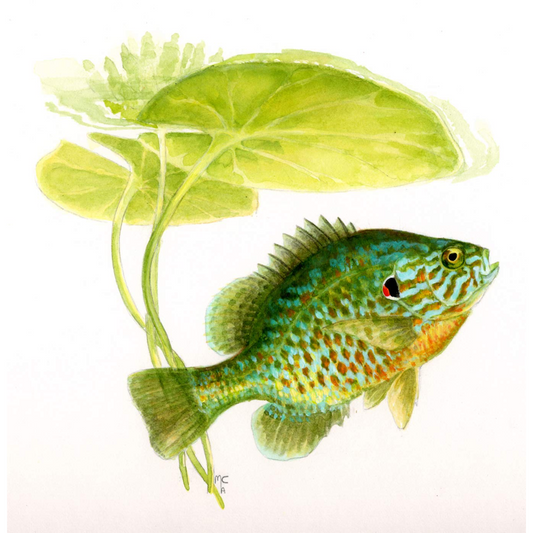 Field Guide To Freshwater Fishes of Ontario