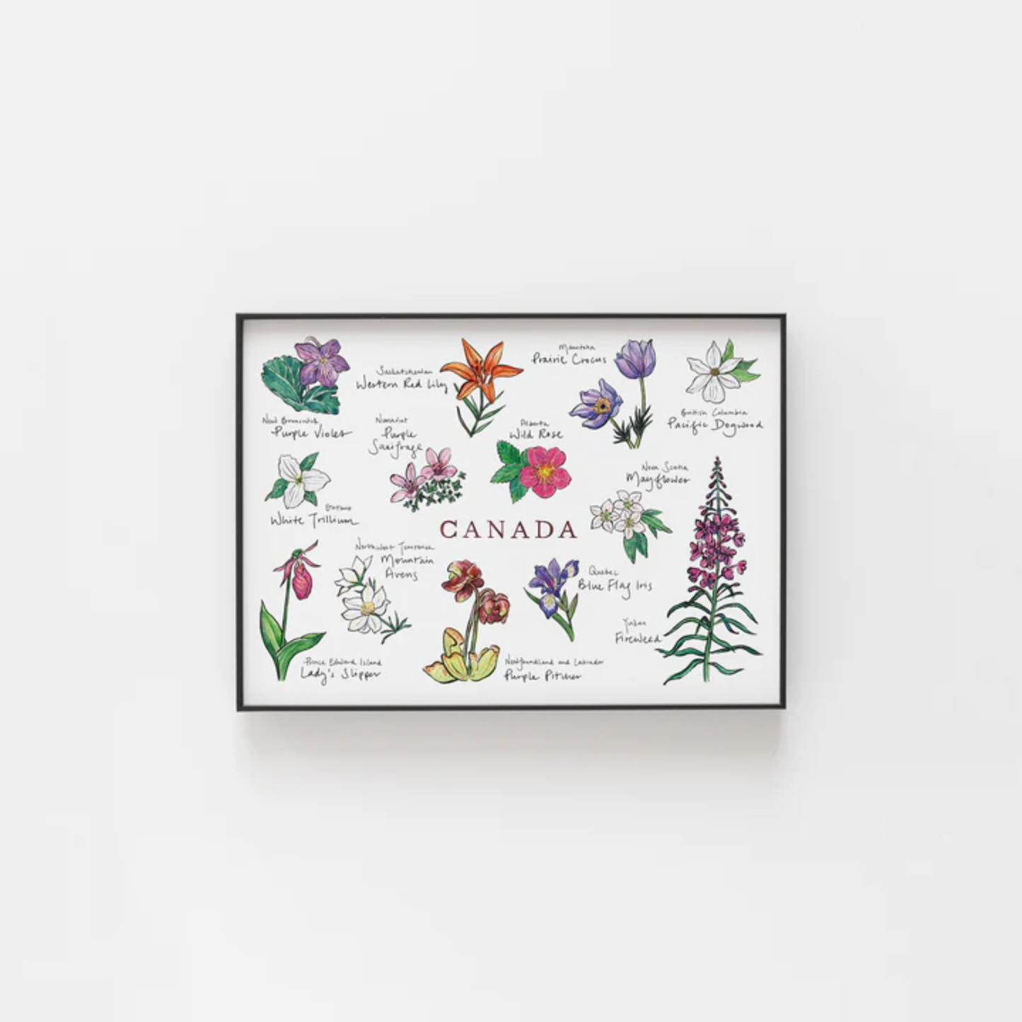 Canada Floral Emblems Archival Print