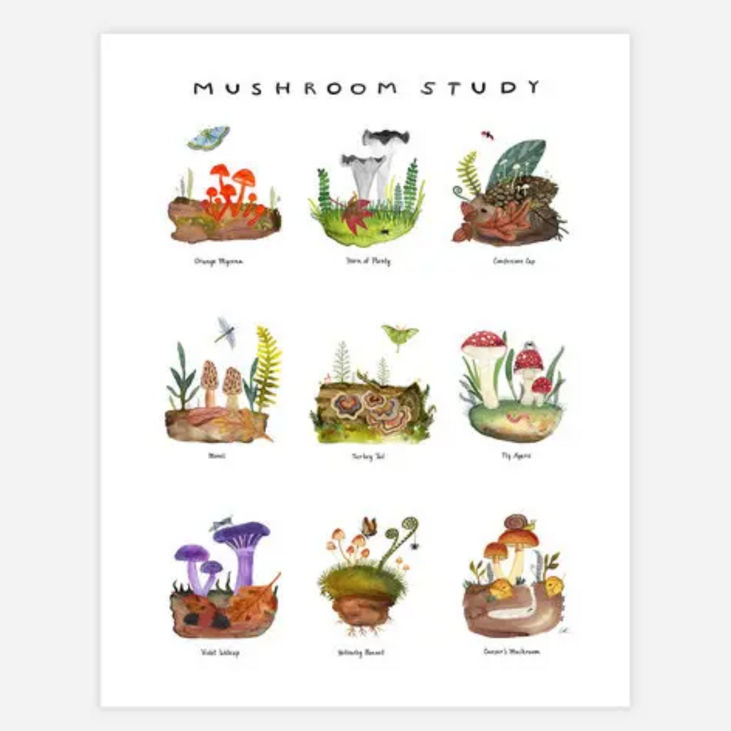 Mushroom Study Archival Art Print 8.5x11