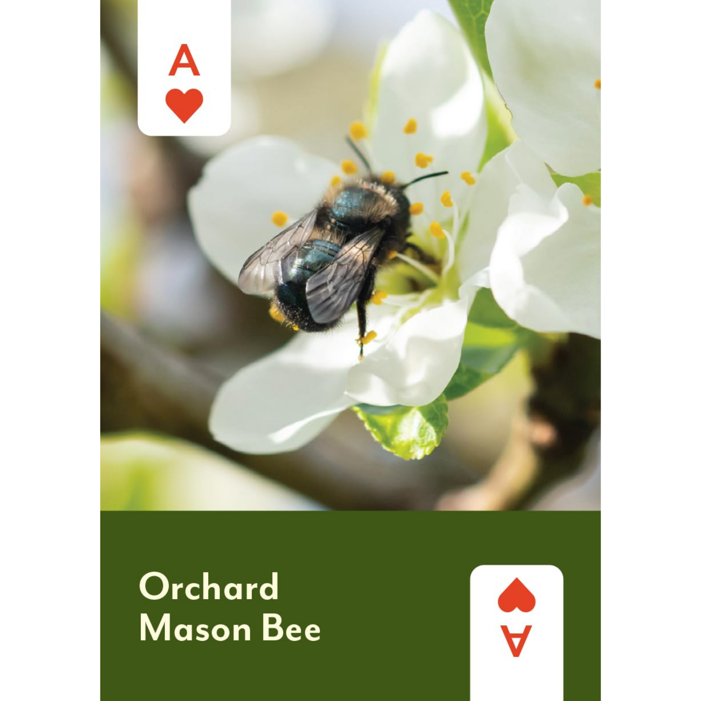 Pollinators of North America Deck