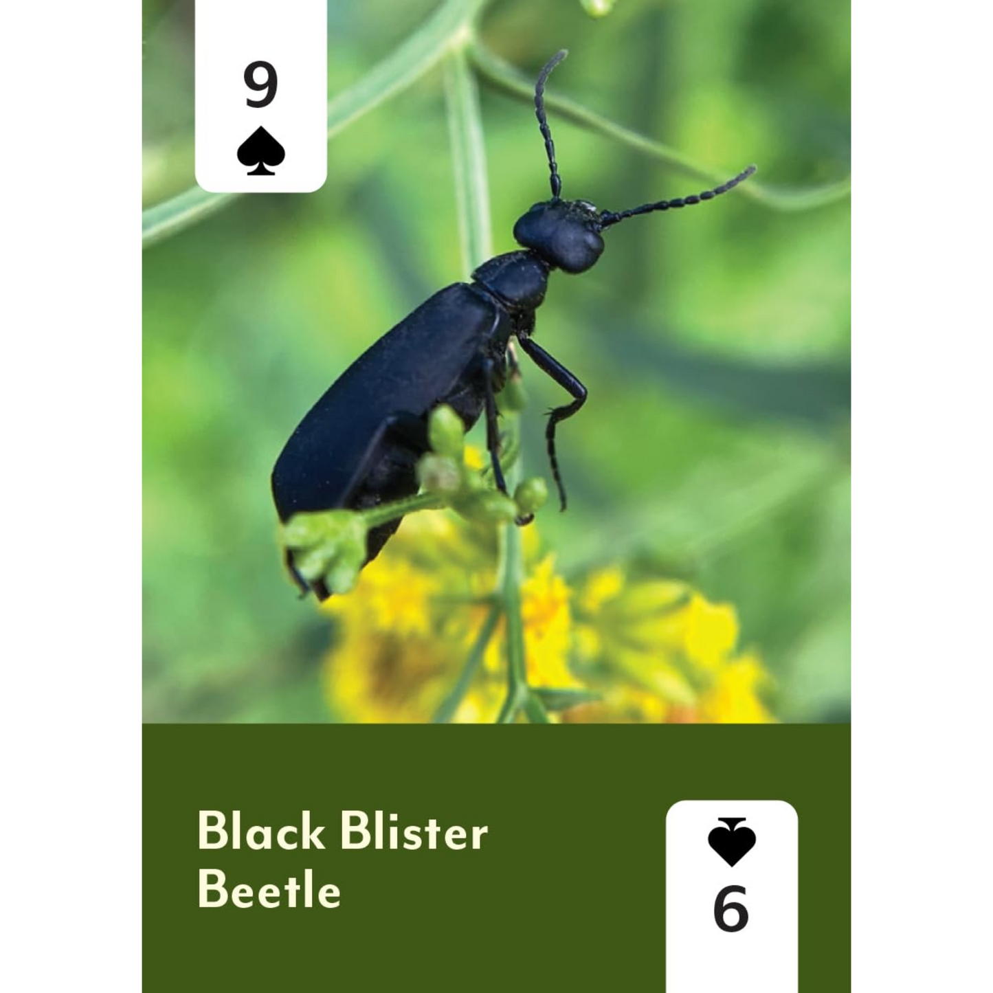 Pollinators of North America Playing Cards