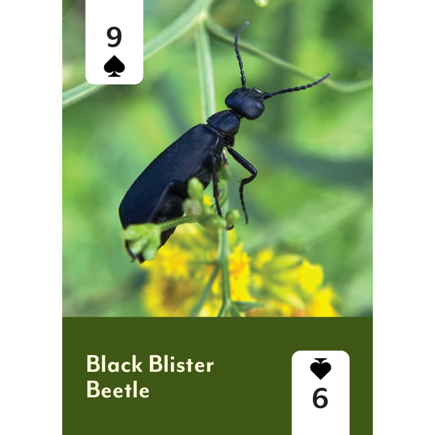 Pollinators of North America Deck