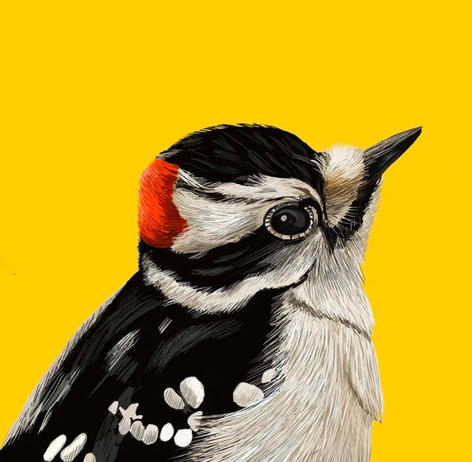 Downey Woodpecker Card