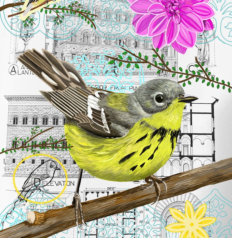 Canadian Warbler Collage Card