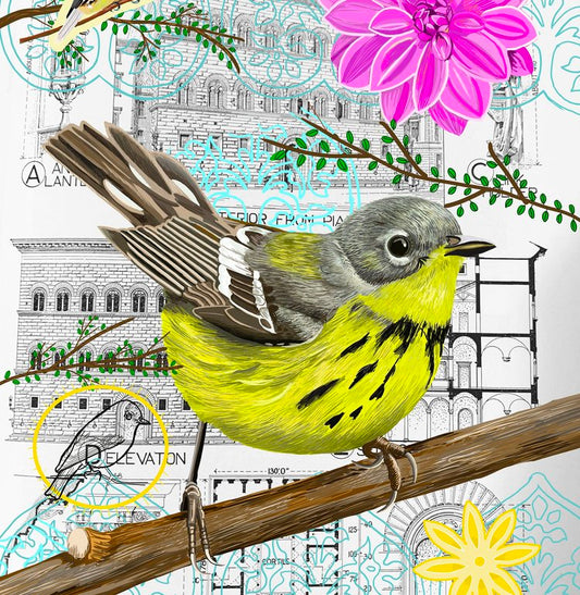 Canadian Warbler Collage Card